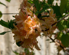 Azalka 'Antilope'