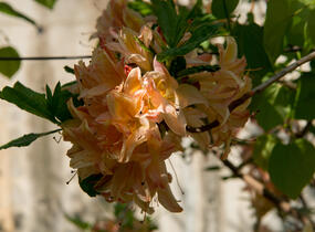 Azalka 'Antilope' - Azalea 'Antilope'