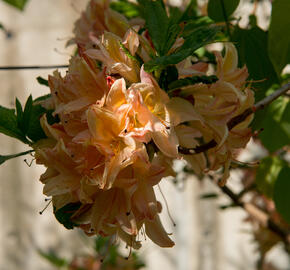 Azalka 'Antilope' - Azalea 'Antilope'