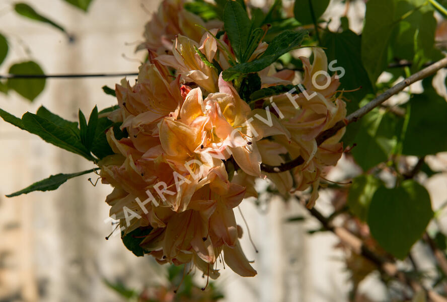 Azalka 'Antilope' - Azalea 'Antilope'