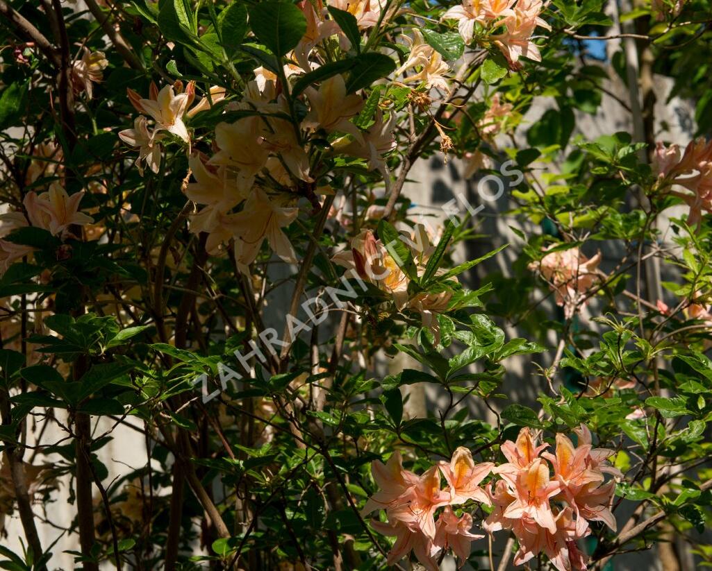 Azalka 'Antilope' - Azalea 'Antilope'