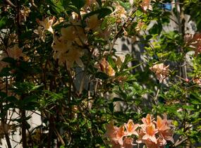 Azalka 'Antilope' - Azalea 'Antilope'