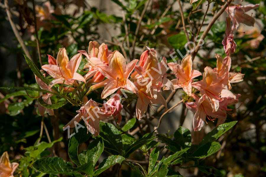 Azalka 'Antilope' - Azalea 'Antilope'