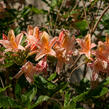 Azalka 'Antilope' - Azalea 'Antilope'
