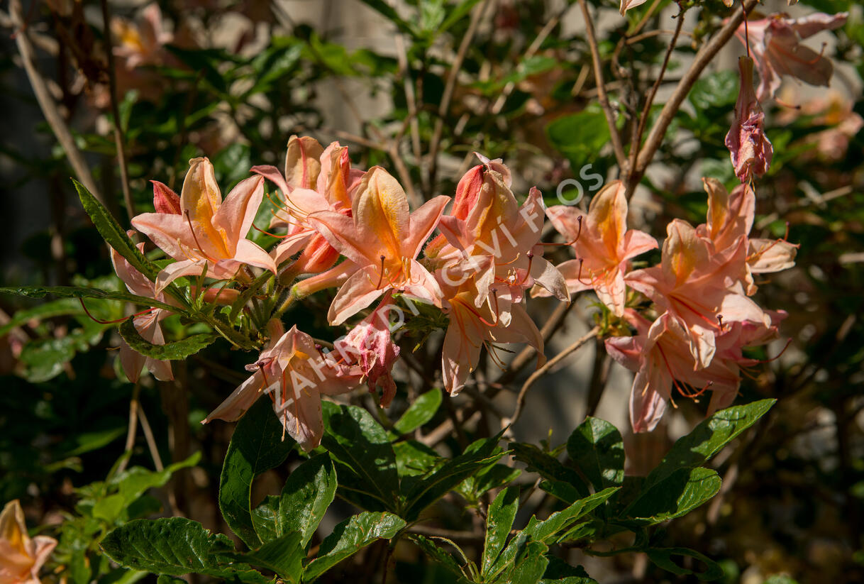 Azalka 'Antilope' - Azalea 'Antilope'