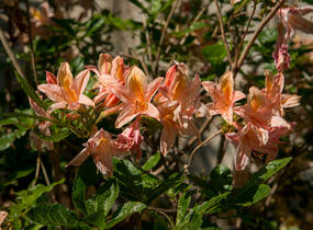 Azalka 'Antilope' - Azalea 'Antilope'