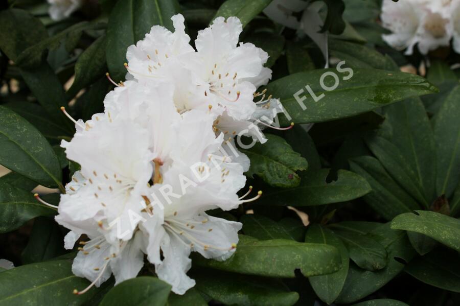 Pěnišník 'Jacksonii' - Rhododendron (T) 'Jacksonii'