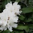 Pěnišník 'Jacksonii' - Rhododendron (T) 'Jacksonii'