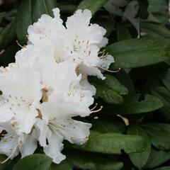 Pěnišník 'Jacksonii' - Rhododendron (T) 'Jacksonii'