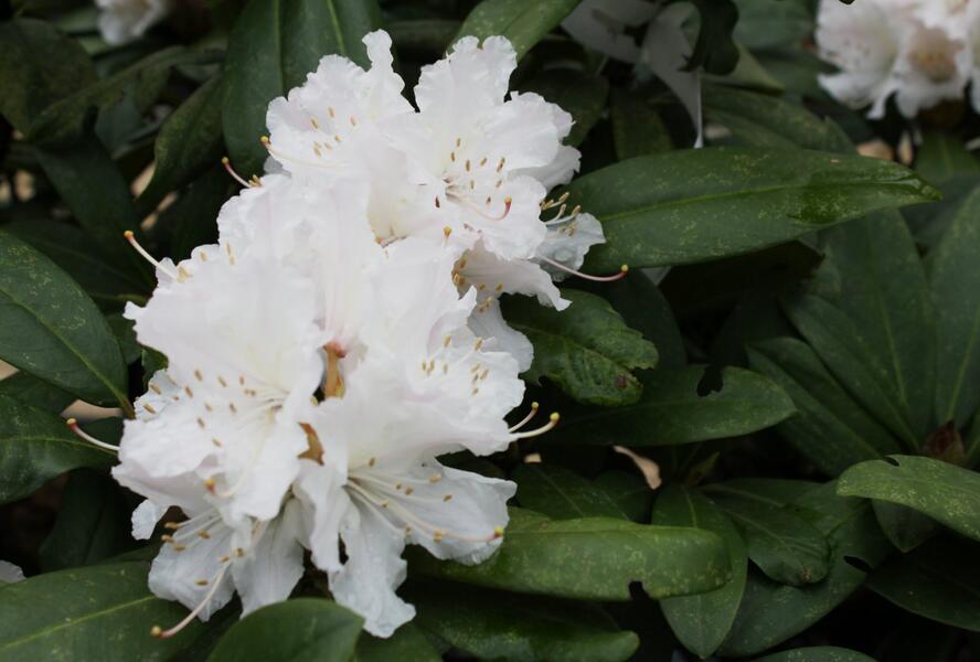 Pěnišník 'Jacksonii' - Rhododendron (T) 'Jacksonii'