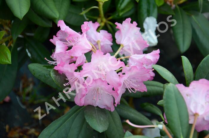 Pěnišník 'Tatjana' - Rhododendron (Y) 'Tatjana'