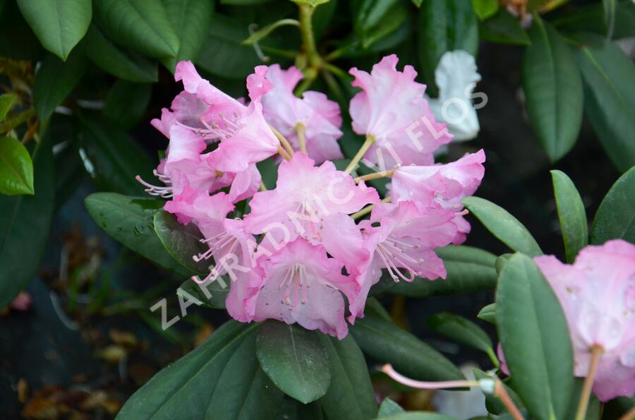 Pěnišník 'Tatjana' - Rhododendron (Y) 'Tatjana'