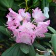 Pěnišník 'Tatjana' - Rhododendron (Y) 'Tatjana'