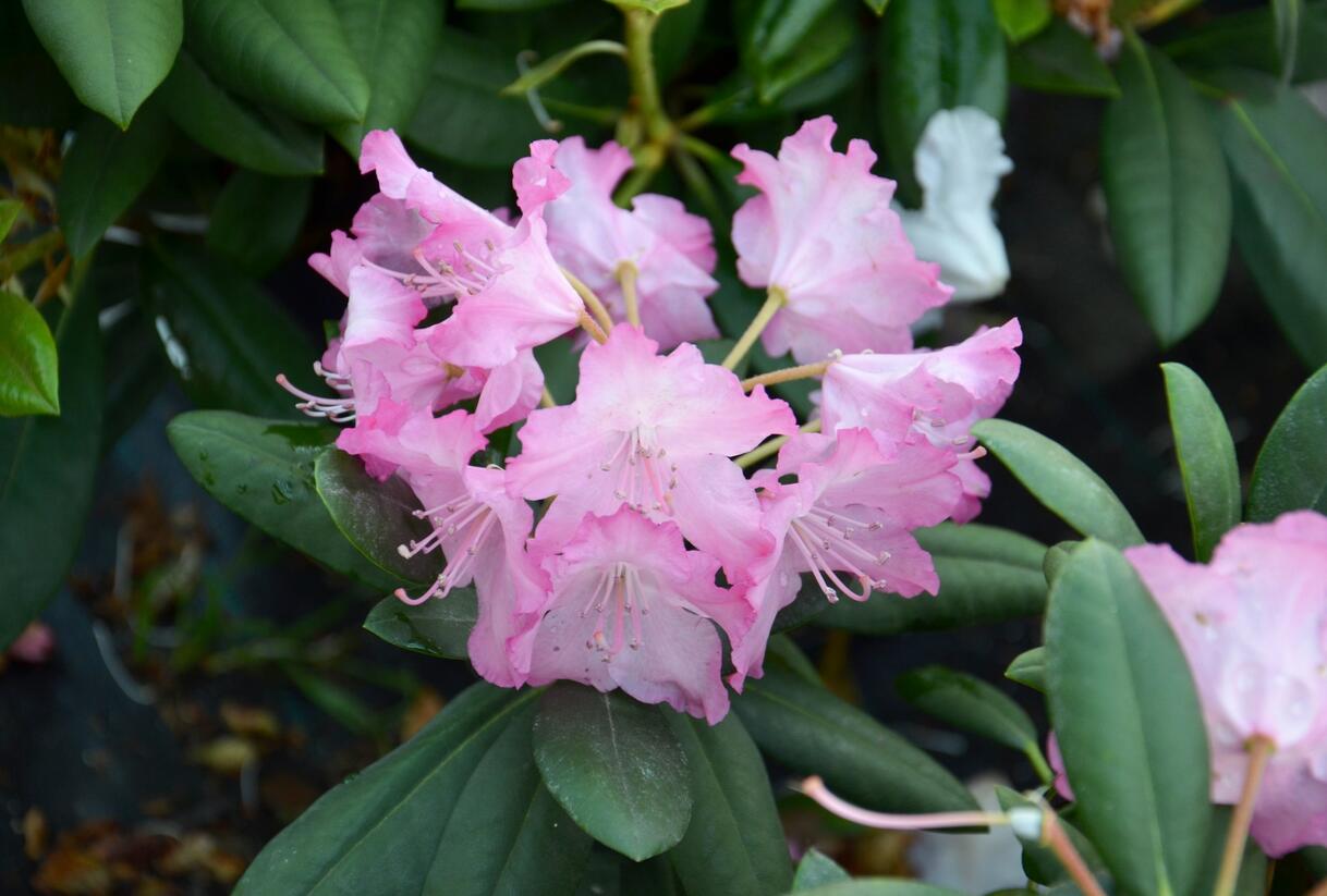 Pěnišník 'Tatjana' - Rhododendron (Y) 'Tatjana'
