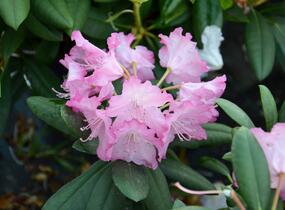 Pěnišník 'Tatjana' - Rhododendron (Y) 'Tatjana'