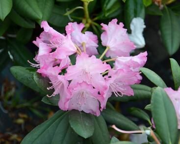 Pěnišník 'Tatjana'