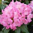 Pěnišník 'Tatjana' - Rhododendron (Y) 'Tatjana'