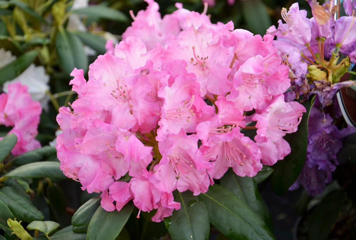 Pěnišník 'Tatjana' - Rhododendron (Y) 'Tatjana'