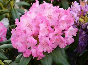 Pěnišník 'Tatjana' - Rhododendron (Y) 'Tatjana'