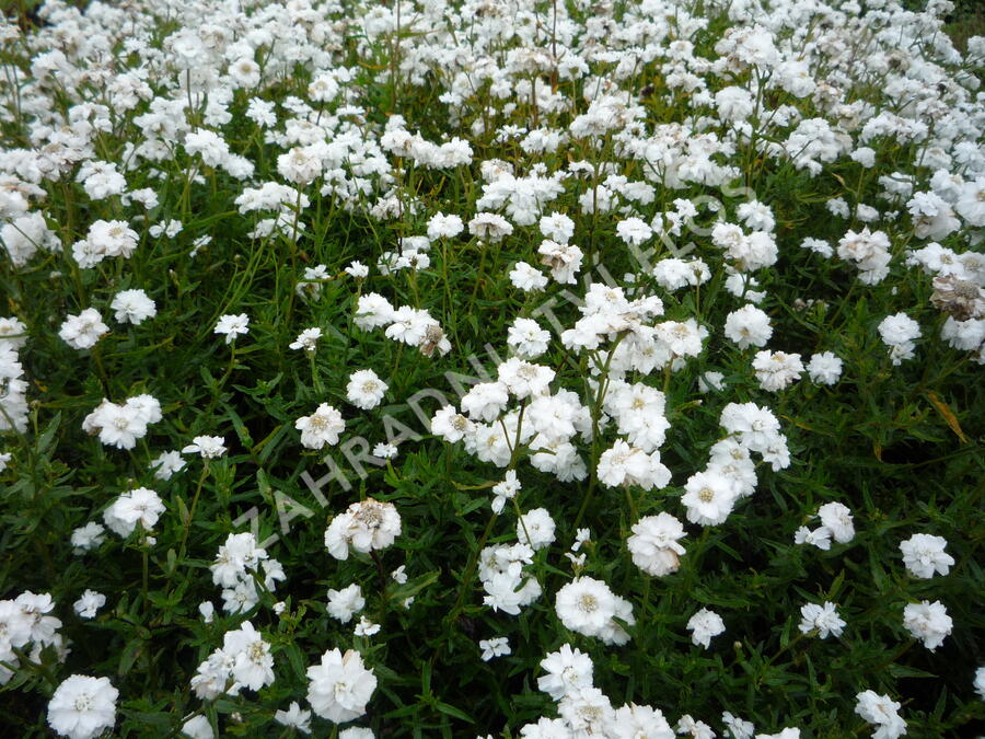 Řebříček bertrám 'Gypsy' - Achillea ptarmica 'Gypsy'