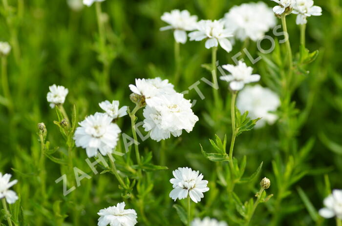 Řebříček bertrám 'Gypsy' - Achillea ptarmica 'Gypsy'