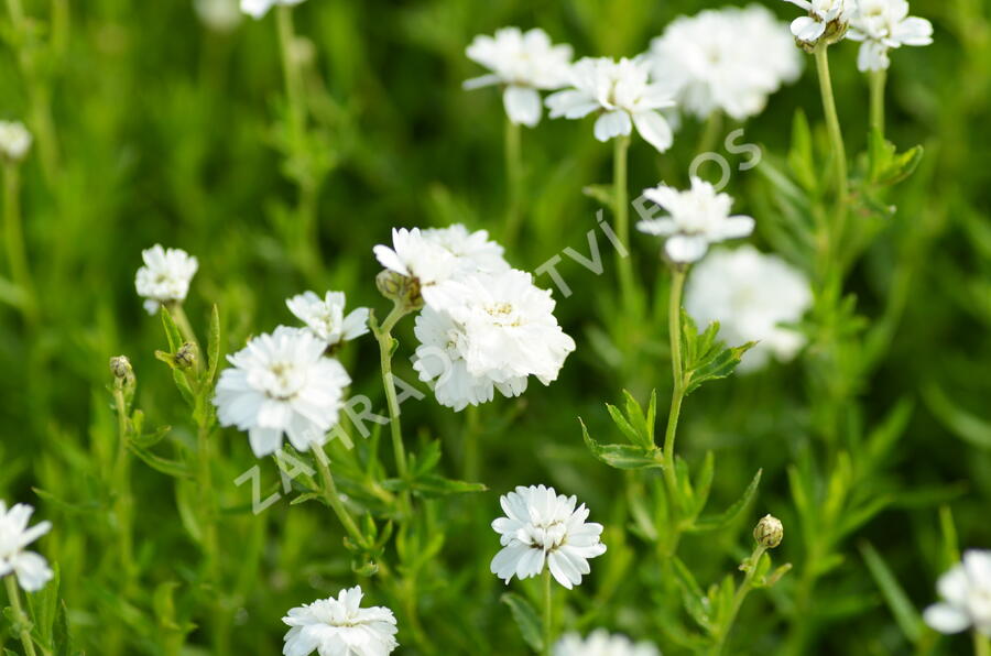 Řebříček bertrám 'Gypsy' - Achillea ptarmica 'Gypsy'