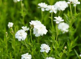 Řebříček bertrám 'Gypsy' - Achillea ptarmica 'Gypsy'