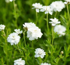 Řebříček bertrám 'Gypsy' - Achillea ptarmica 'Gypsy'