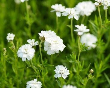 Řebříček bertrám 'Gypsy'