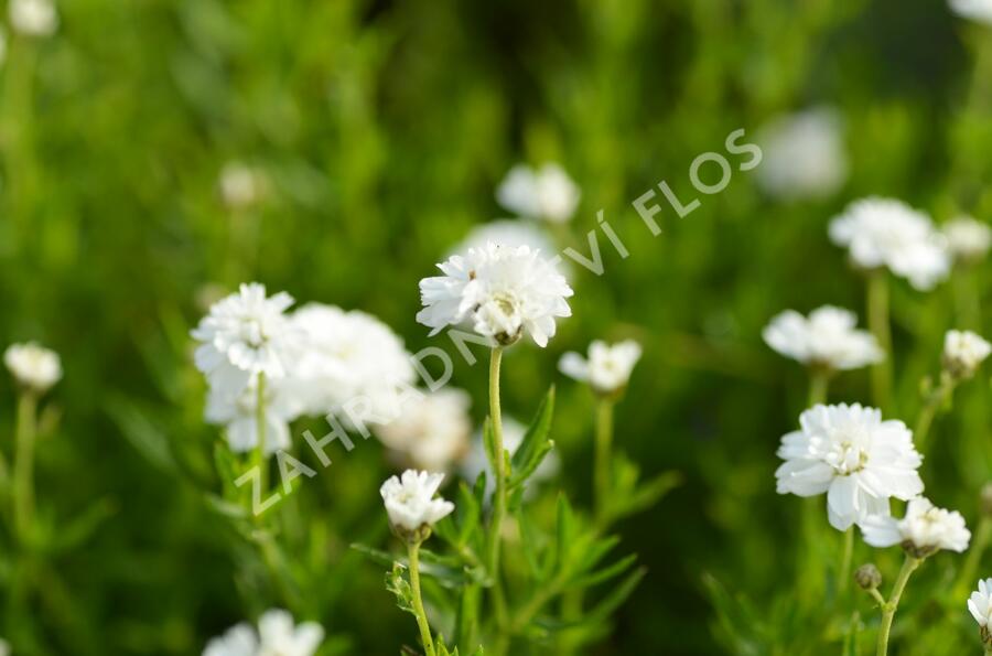 Řebříček bertrám 'Gypsy' - Achillea ptarmica 'Gypsy'