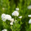 Řebříček bertrám 'Gypsy' - Achillea ptarmica 'Gypsy'