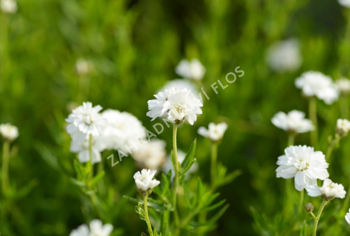 Řebříček bertrám 'Gypsy' - Achillea ptarmica 'Gypsy'