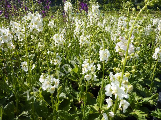 Divizna brunátná 'Flush of White' - Verbascum phoeniceum 'Flush of White'