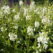 Divizna brunátná 'Flush of White' - Verbascum phoeniceum 'Flush of White'