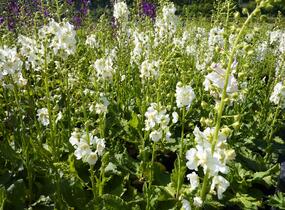 Divizna brunátná 'Flush of White' - Verbascum phoeniceum 'Flush of White'