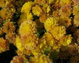 Listopadka indická 'Bienchen'