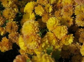 Listopadka indická 'Bienchen' - Dendranthema indicum 'Bienchen'