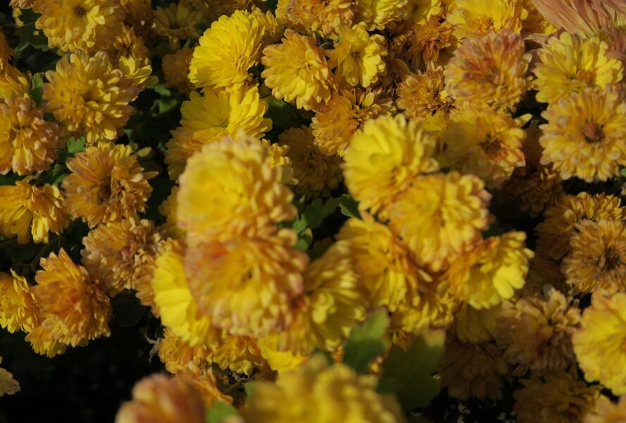 Listopadka indická 'Bienchen' - Dendranthema indicum 'Bienchen'