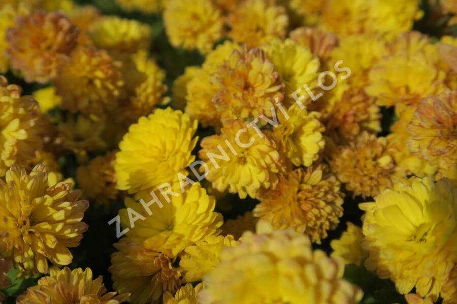 Listopadka indická 'Bienchen' - Dendranthema indicum 'Bienchen'