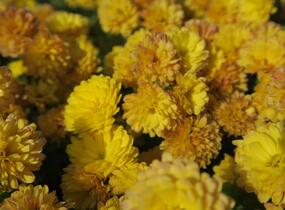 Listopadka indická 'Bienchen' - Dendranthema indicum 'Bienchen'