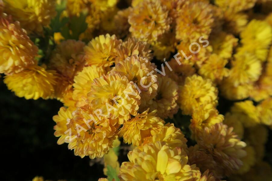 Listopadka indická 'Bienchen' - Dendranthema indicum 'Bienchen'