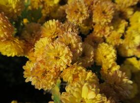 Listopadka indická 'Bienchen' - Dendranthema indicum 'Bienchen'