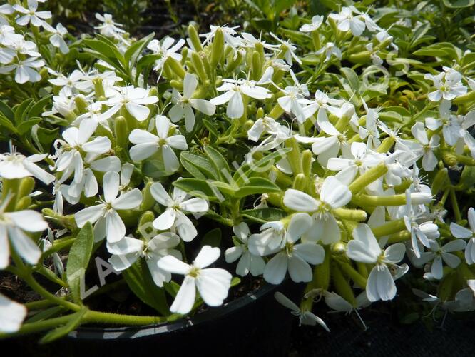 Mydlice bazalkovitá 'Snow Tip' - Saponaria ocymoides 'Snow Tip'