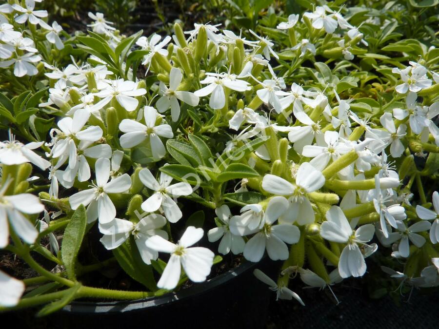 Mydlice bazalkovitá 'Snow Tip' - Saponaria ocymoides 'Snow Tip'