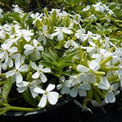 Mydlice bazalkovitá 'Snow Tip' - Saponaria ocymoides 'Snow Tip'