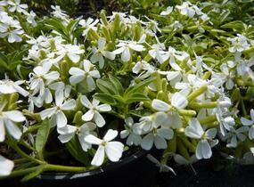 Mydlice bazalkovitá 'Snow Tip' - Saponaria ocymoides 'Snow Tip'