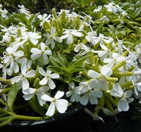 Mydlice bazalkovitá 'Snow Tip' - Saponaria ocymoides 'Snow Tip'