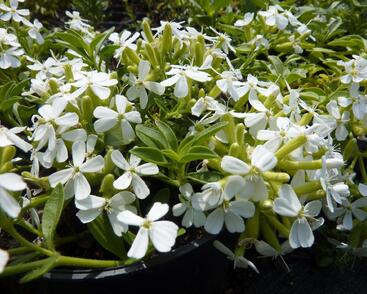 Mydlice bazalkovitá 'Snow Tip'