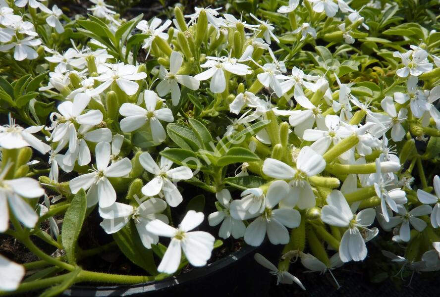 Mydlice bazalkovitá 'Snow Tip' - Saponaria ocymoides 'Snow Tip'