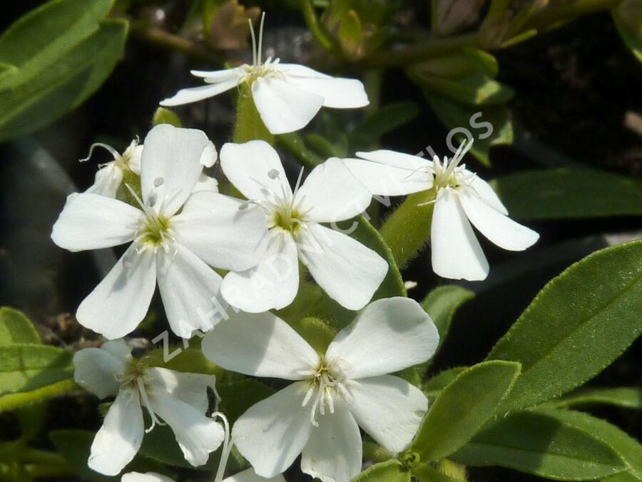 Mydlice bazalkovitá 'Snow Tip' - Saponaria ocymoides 'Snow Tip'